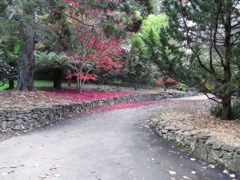 The Jungle Lodge, Blue Mountains Botanic Gardens - Kempsey Accommodation 5