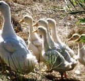 Duck Duck Goose Bed and Breakfast - Kempsey Accommodation