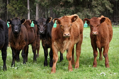 Boronia Farm - Kempsey Accommodation 3