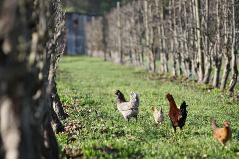 Boronia Farm - Kempsey Accommodation 8