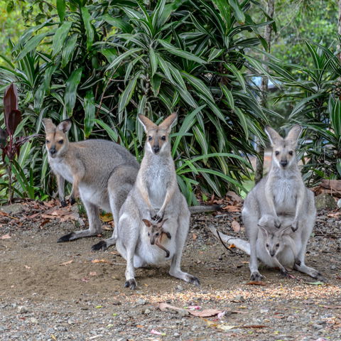 Maleny Country Cottages - Kempsey Accommodation 9