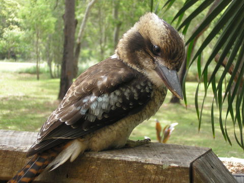 Captain Cook Holiday Village - Kempsey Accommodation 1