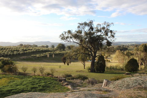 L'Oliveraie - Kempsey Accommodation 3