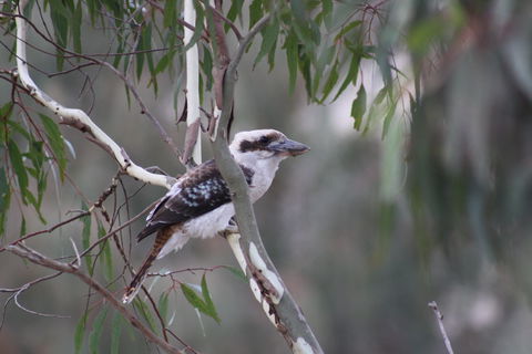 Rabbiters Hut - Kempsey Accommodation 3