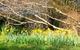 Southdown Cottage Bowral - thumb 6