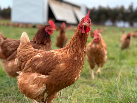 Rocklea Farm - Kempsey Accommodation 1