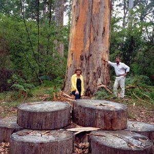 Northcliffe Bibbulmun Break Motel - Kempsey Accommodation 4
