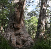 Valley of the Giants Cottage - Kempsey Accommodation