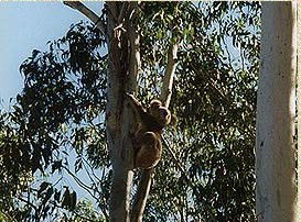 Bush Haven - Kempsey Accommodation 1