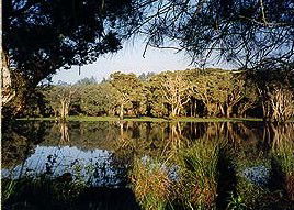 Bush Haven - Kempsey Accommodation 3