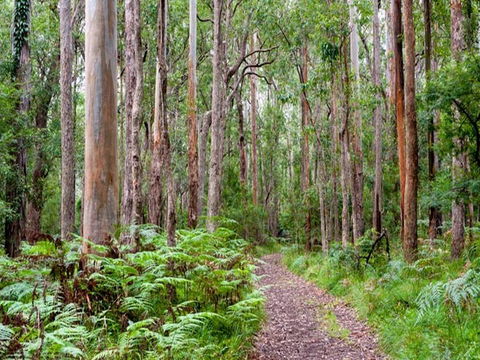 Blue Gum Flat Campground - Kempsey Accommodation 1