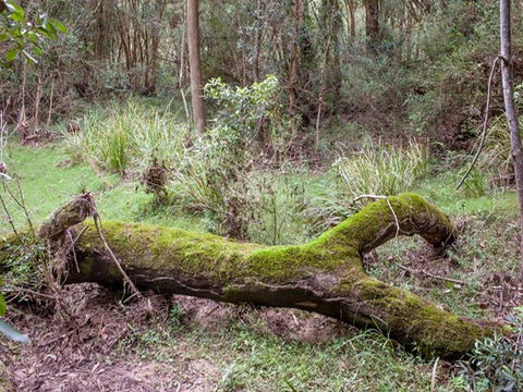 Blue Gum Flat Campground - Kempsey Accommodation 2