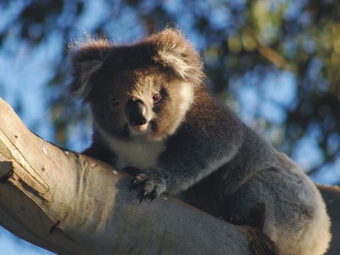 Bimbi Park Camping Under Koalas - Kempsey Accommodation 0