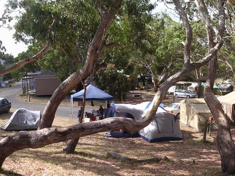 Bimbi Park Camping Under Koalas - Kempsey Accommodation 1