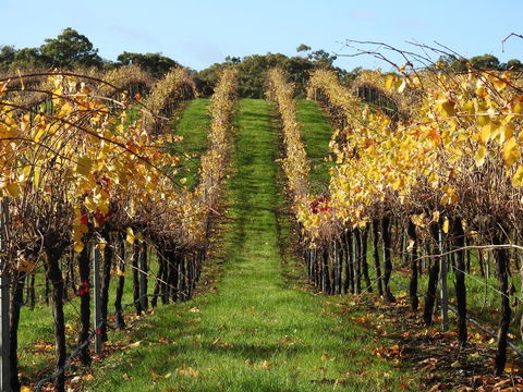 Miners Ridge Vineyard Railway Carriage B&B - Kempsey Accommodation 1