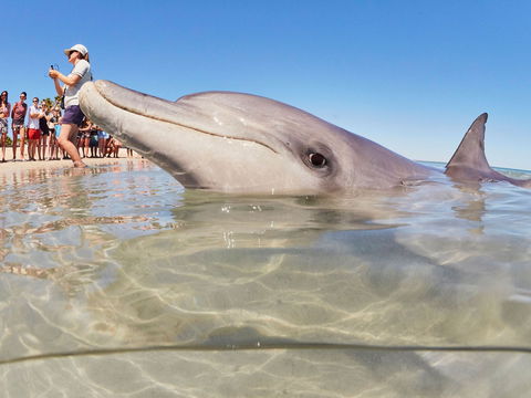 RAC Monkey Mia Dolphin Resort - Kempsey Accommodation 2