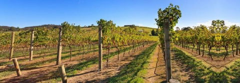 De Vine Escape - Kempsey Accommodation 4
