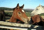 Wombalano Country Retreat - Kempsey Accommodation 1