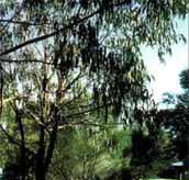 Mallacootas Shady Gully Caravan Park - Kempsey Accommodation