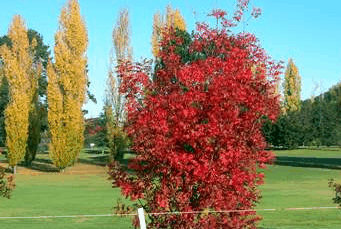 Tenterfield Golf Club Fairways Lodge - Kempsey Accommodation 2