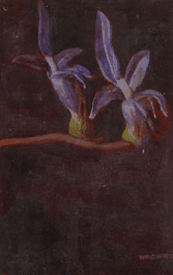 Red Hill Galleries - Kempsey Accommodation 2