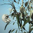 Dianne Tanzer Gallery & Projects - Kempsey Accommodation 1