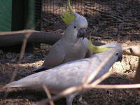 Wirrimbirra Sanctuary - Kempsey Accommodation 1