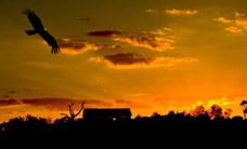Werribee Open Range Zoo - Kempsey Accommodation 1