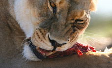 Werribee Open Range Zoo - Kempsey Accommodation 2