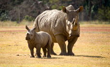 Werribee Open Range Zoo - Kempsey Accommodation 3