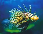 Underwater World - Kempsey Accommodation 0