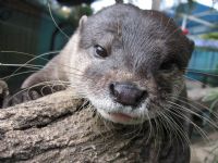 Underwater World - Kempsey Accommodation 1