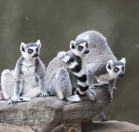 Adelaide Zoo - Kempsey Accommodation
