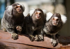 Zoo Doo Wildlife Park - Kempsey Accommodation 1