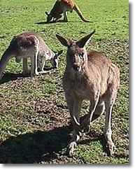 OZe Wildlife - Kempsey Accommodation 1
