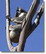 OZe Wildlife - Kempsey Accommodation 2