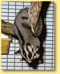 OZe Wildlife - Kempsey Accommodation 3