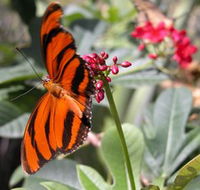 Butterfly Farm