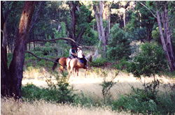 High Country Horses - Kempsey Accommodation 1