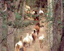 High Country Horses - Kempsey Accommodation 2