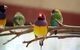 Kyabram Fauna Park - thumb 1