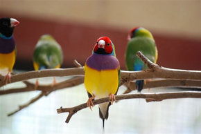 Kyabram Fauna Park - Kempsey Accommodation 1