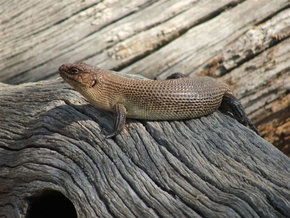 Kyabram Fauna Park - Kempsey Accommodation 2