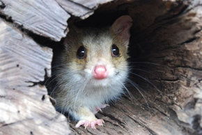 Kyabram Fauna Park - Kempsey Accommodation 3