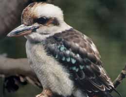Nowra Wildlife Park - Kempsey Accommodation 2
