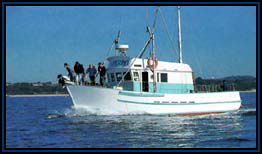 Polperro Dolphin Swims - Kempsey Accommodation 2