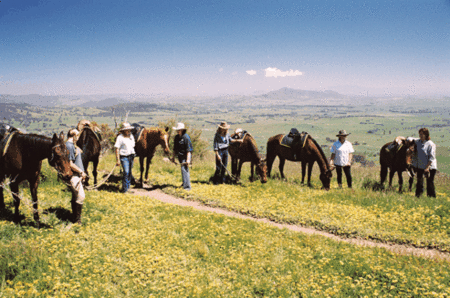 Watsons Trail Rides - Kempsey Accommodation 1