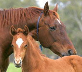 Blue Gum Farm - Kempsey Accommodation 0