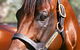 Blue Gum Farm - thumb 2