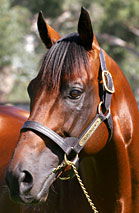 Blue Gum Farm - Kempsey Accommodation 2